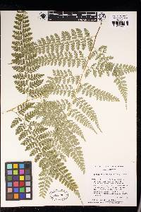 Dennstaedtia bipinnata image