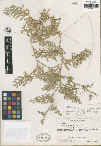 Selaginella anaclasta image