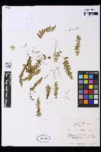 Hymenophyllum asplenioides image