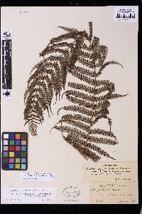 Cyathea bicrenata image