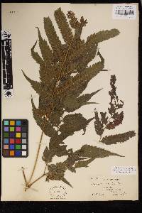 Pteris orizabae image