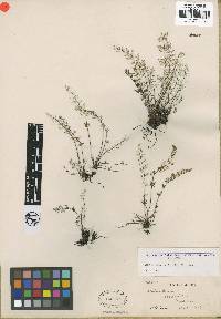 Notholaena lemmonii var. australis image