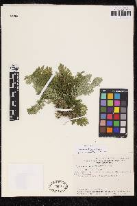 Selaginella acutifolia image