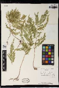 Selaginella hoffmannii image