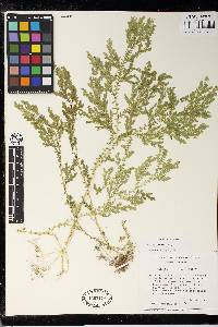 Selaginella stellata image