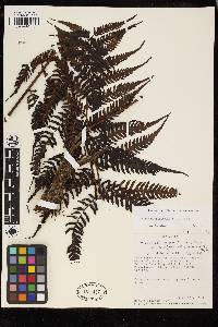 Cyathea neblinae image