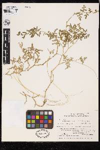 Selaginella versatilis image