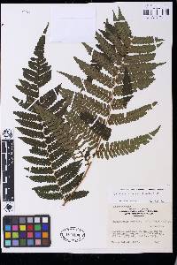 Cyathea schiedeana image