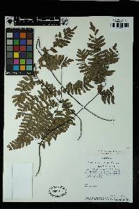 Adiantum glaucescens image