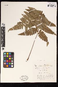 Cyathea surinamensis image