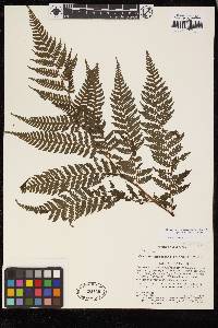 Cyathea lindeniana image