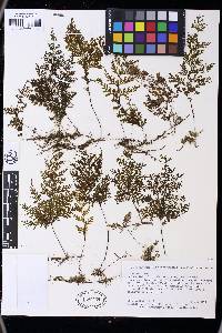 Hymenophyllum consanguineum image