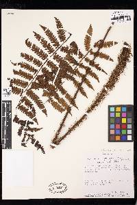 Cyathea vaupensis image