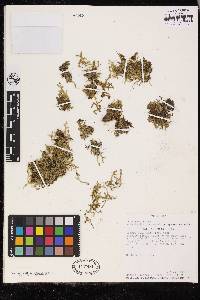 Selaginella tuberculata image