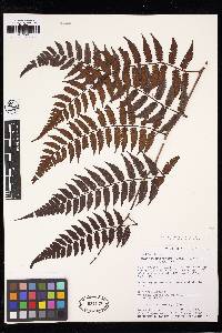 Cyathea macrosora image