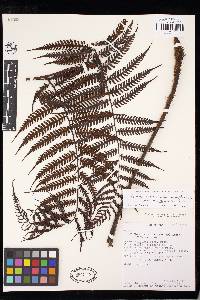 Cyathea vaupensis image