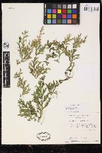 Selaginella flexuosa image