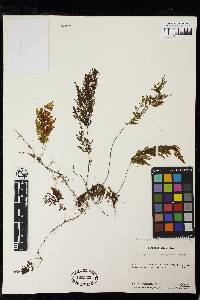 Hymenophyllum subrigidum image