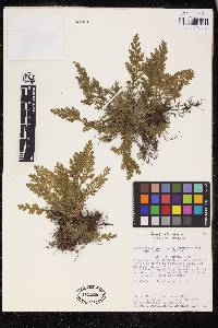 Selaginella acutifolia image