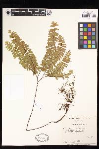 Adiantum patens image