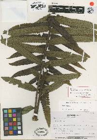 Cyathea varians image