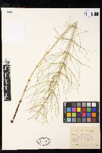 Equisetum x litorale image