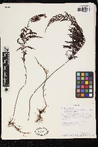 Hymenophyllum ruizianum image