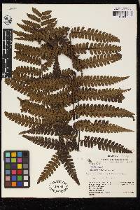 Cyathea cyatheoides image