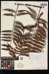 Cyathea vilhelmii image