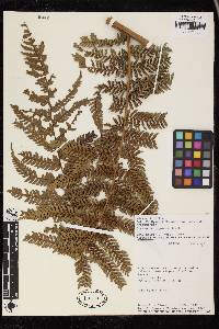 Dicksonia karsteniana image