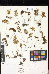 Hymenophyllum dentatum image