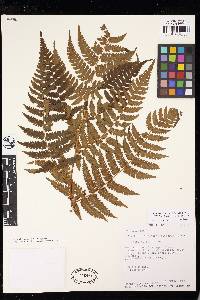 Cyathea meridensis image