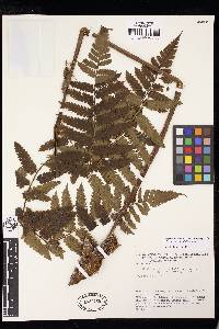 Cyathea pungens image