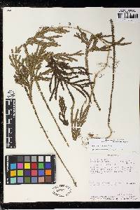 Selaginella amazonica image