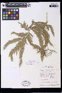 Selaginella lechleri image