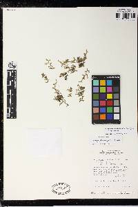 Selaginella aculeatifolia image