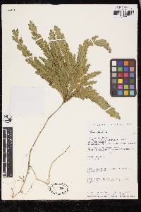 Selaginella parkeri image