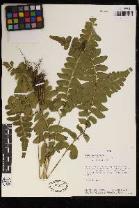 Lindsaea phassa image