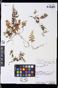 Hymenophyllum consanguineum image