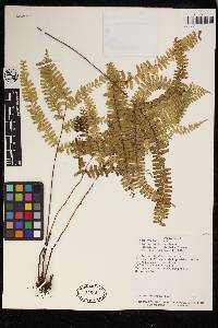 Lindsaea quadrangularis image