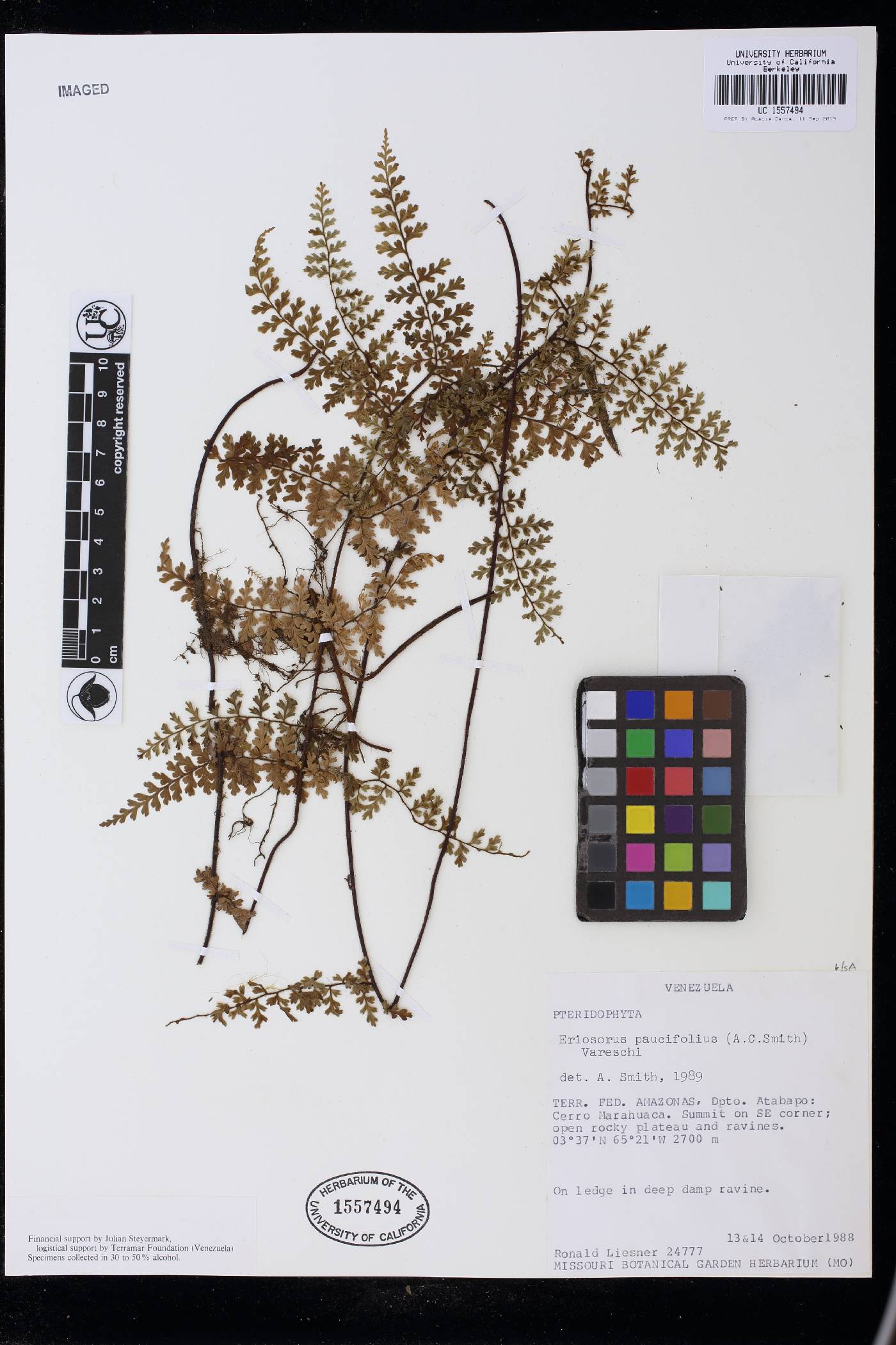 Jamesonia paucifolia var. neblinae image