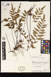 Lindsaea imrayana image