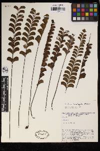 Lindsaea schomburgkii image