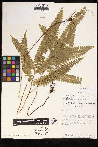 Lindsaea lancea image