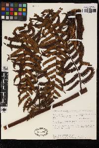 Cyathea lindeniana image