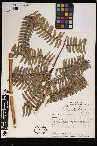 Pteris muricatopedata image