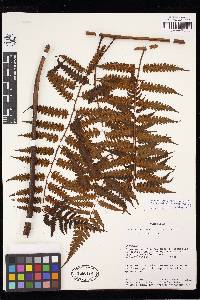 Cyathea macrocarpa image