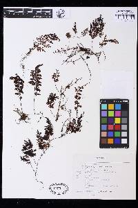 Hymenophyllum paucicarpum image