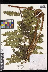 Cyathea nigripes image