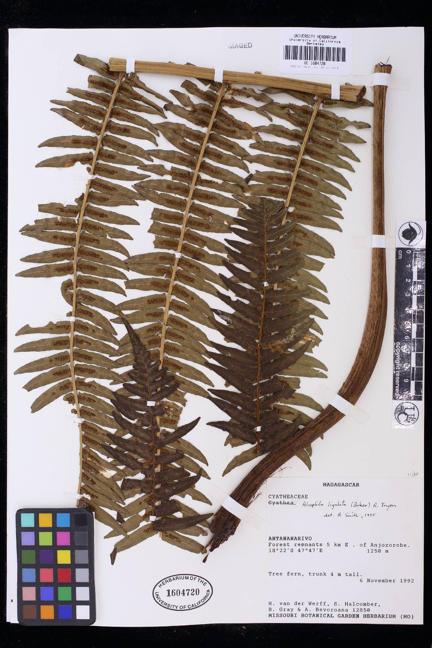 Alsophila ligulata image